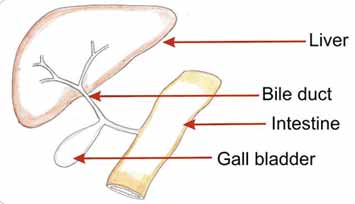 best pediatric liver transplant surgeon in India, best pediatric liver transplant surgeon in Chennai, best pediatric liver nutritionist in chennai, best pediatric liver surgeon in chennai, best pediatric liver surgeon in India